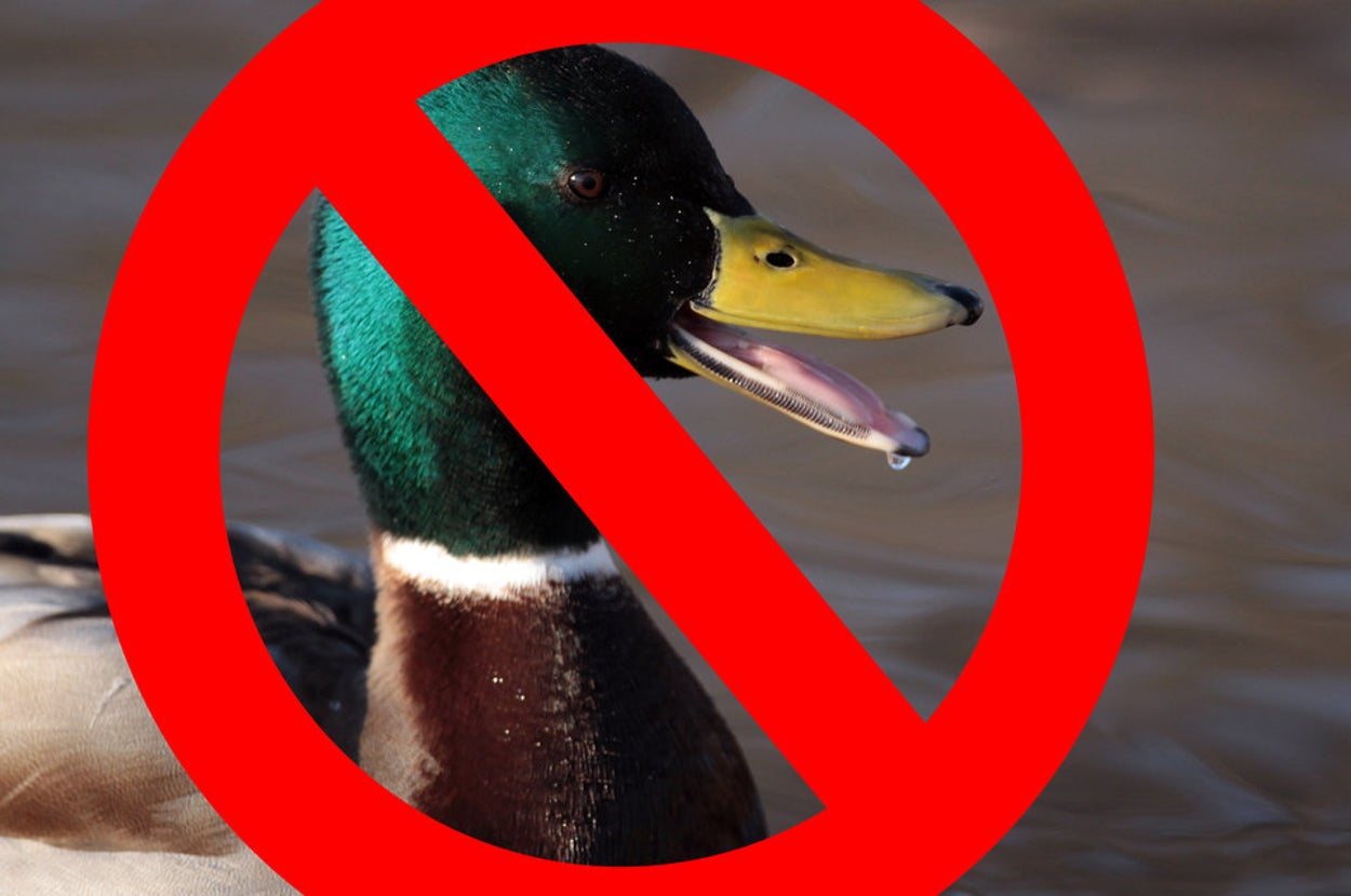 Quacking Intensifies Scientists Have Solved The Mystery Of What’s Been Quacking In The Ocean ...