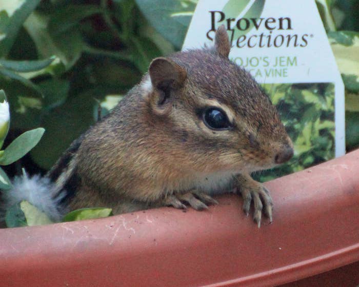 Chipmunk Vs Squirrel Poop X Ray - squirrel poop