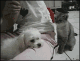I just really really dislike them. I find them to be a less cute, less entertaining, more annoying substitute for dogs.