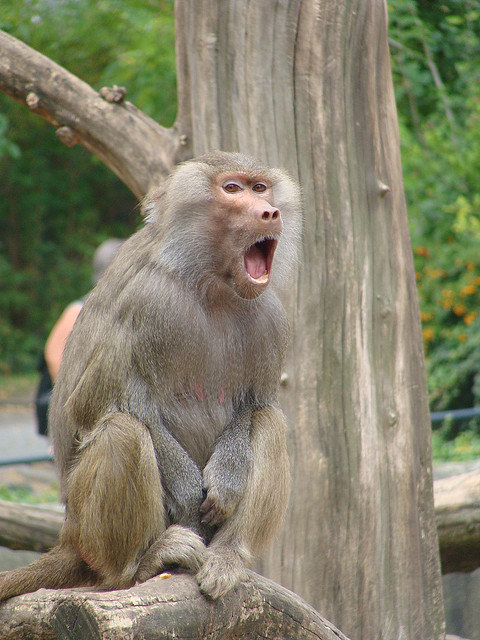 babuíno