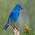 BlueBird2416's avatar