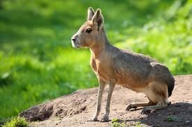 This charmingly pensive fellow is a member of the rodent family despite bearing similar features to a rabbit. They're found exclusively in Argentina (specifically, you guessed it, Patagonia). They are known to be (adorably) monogamous creatures, keeping the same sexual partner until death.