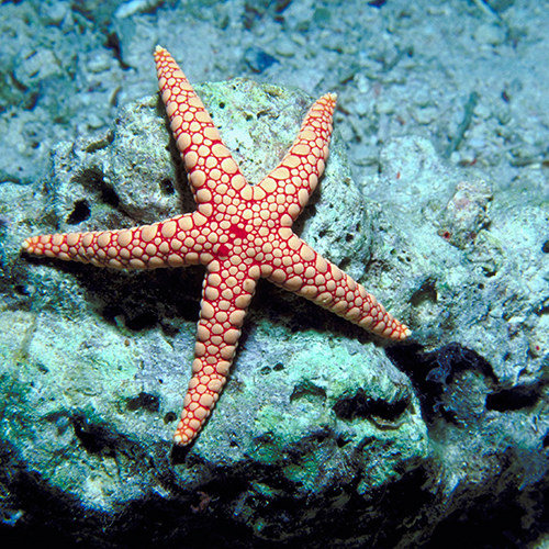 Starfish
