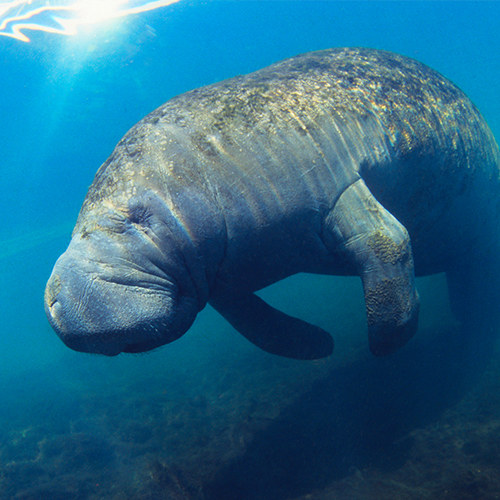 Manatee