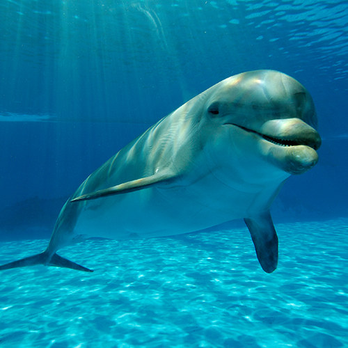 Dolphin