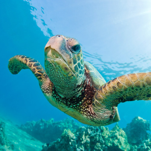 Sea Turtle