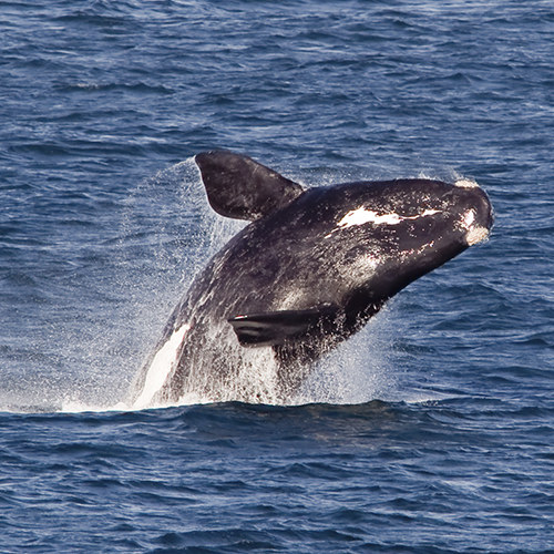 Right Whale