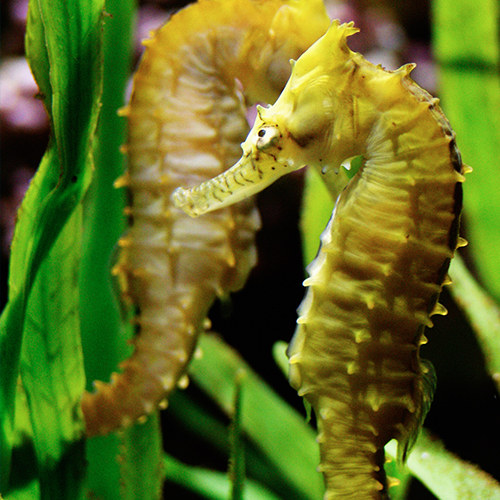 Seahorse