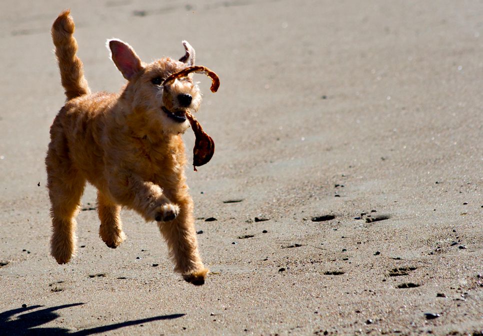 21 Dogs Who Are Beyond Psyched About The Beach