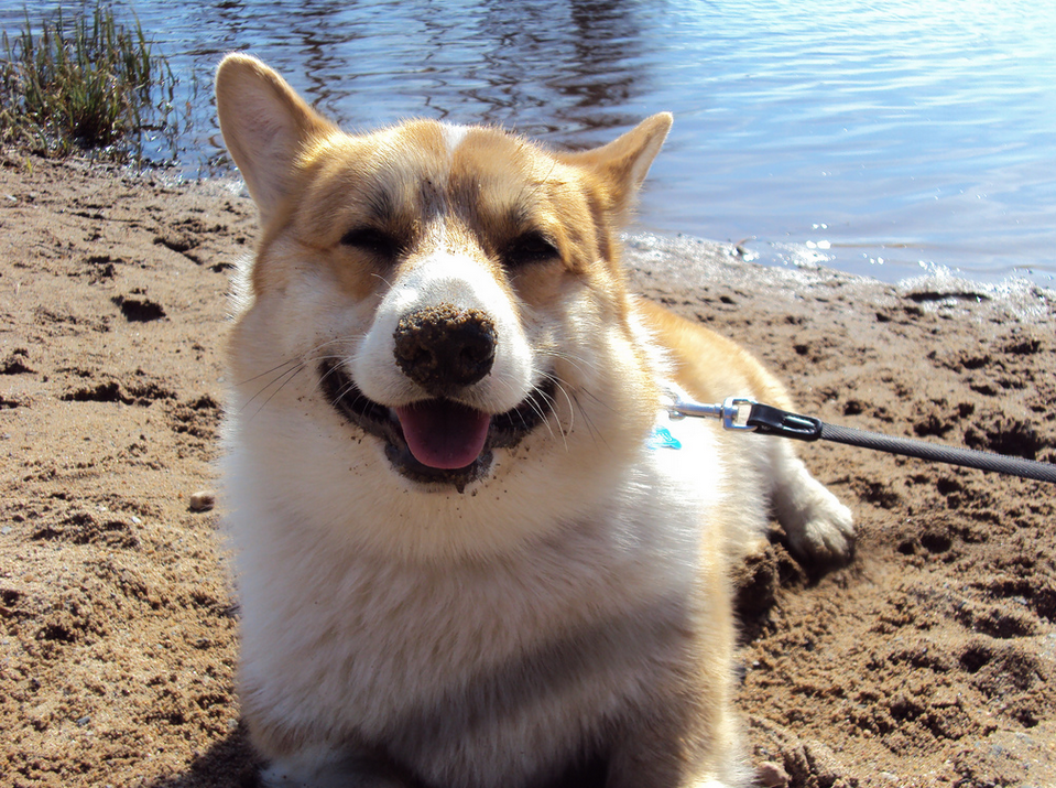 21 Dogs Who Are Beyond Psyched About The Beach