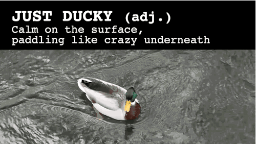 "Jim didn’t get the job, so he’s just ducky."