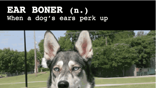Roxy gets an ear boner every time I jiggle my bag of treats.