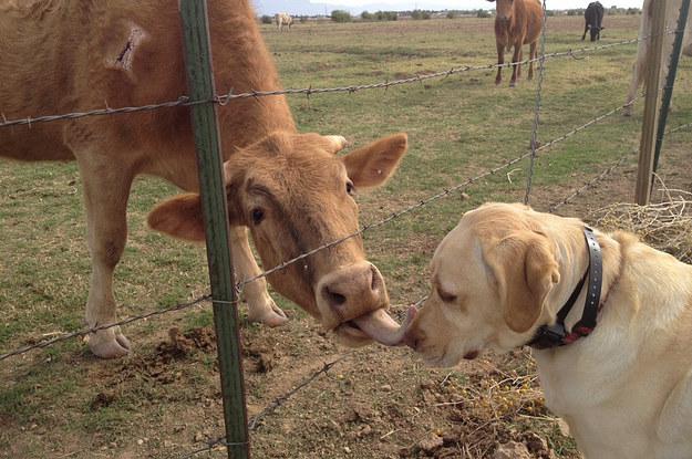 21 provas de que as vacas na verdade são os animais mais 