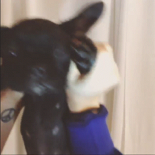 anigif_enhanced-21971-1400975336-9.gif