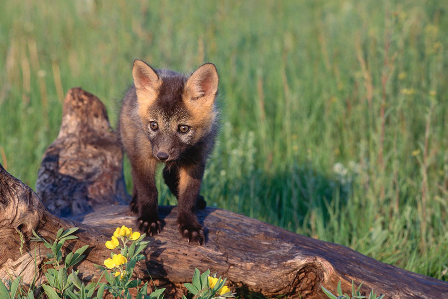 15 Animals Who Love Alberta The Most