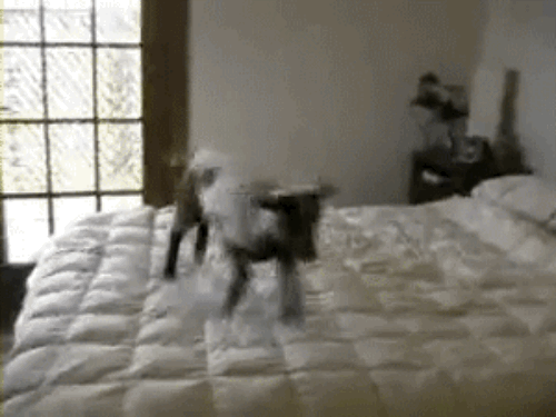 Probably the most exhilarating childhood activity ever, and also the most illegal. Which immediately made sense when we grew up and had to spend our own money on a new bed. Beds are VERY expensive business.
