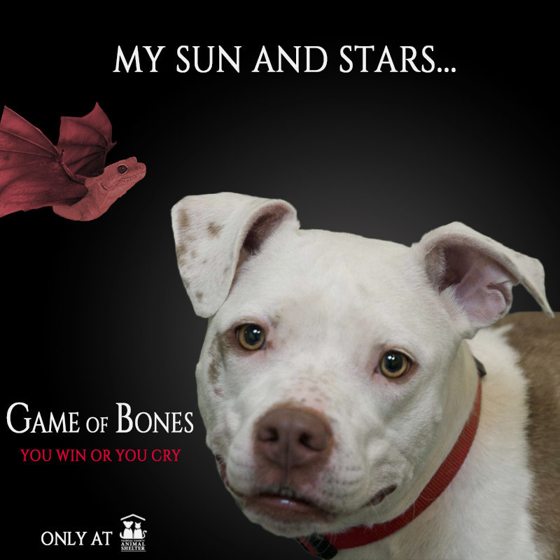 This little princess found the moon of her life, who took her to the home she was searching for.
