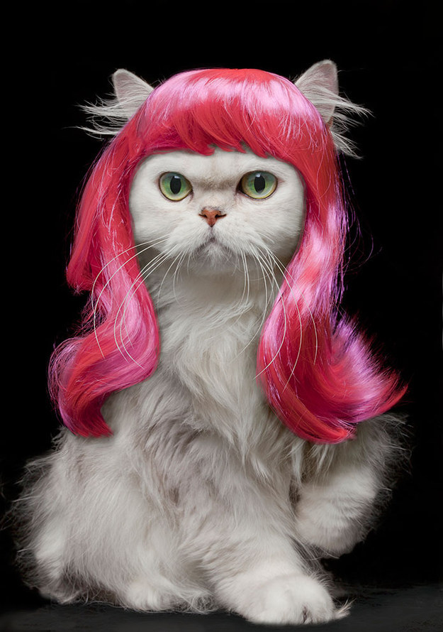 14 Cats Who Look Better With Bangs