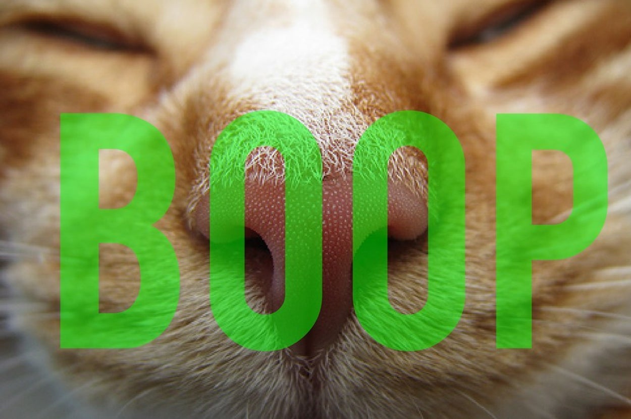 Boop How Many Of These Noses Would You Boop?