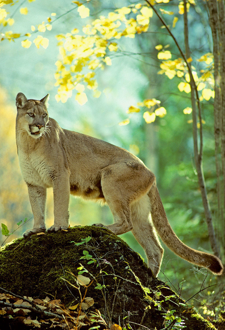 15 Animals Who Love Alberta The Most