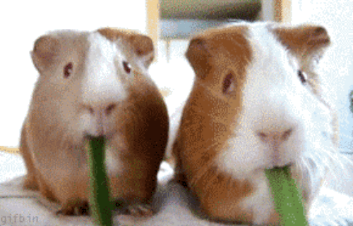 We were masters of hiding peas in our napkins, but then we grew up and realized that the only way to maintain that radiant skin and strong constitution was to actually eat our vegetables. Plus, they kinda taste good!