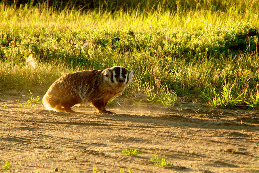 15 Animals Who Love Alberta The Most