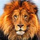 lionsarewonderful profile picture