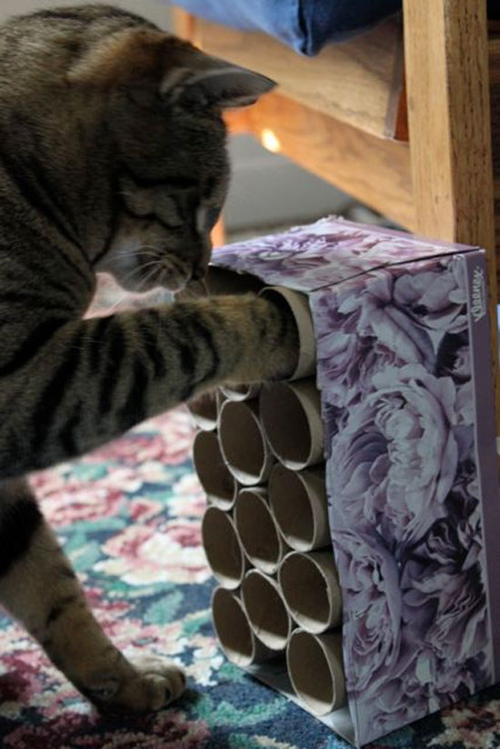 "Listen, human. I love trash as much as the next cat, but I could have stolen these all on my own."