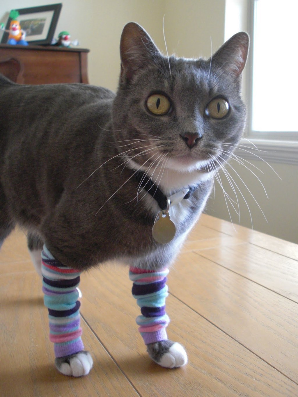 This cat is unsure why he is channeling Flashdance, but he's kind of into it.