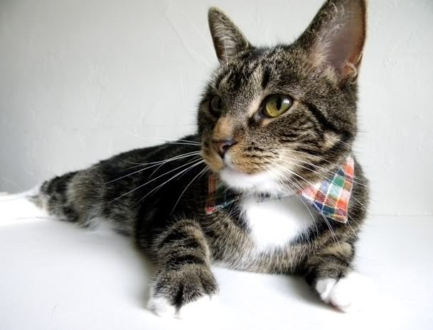 This cat is just going to try to make it work like Tim Gunn suggested.