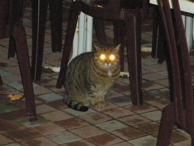 "Now if you excuse me, I must retire to the litterbox...I'll be back."