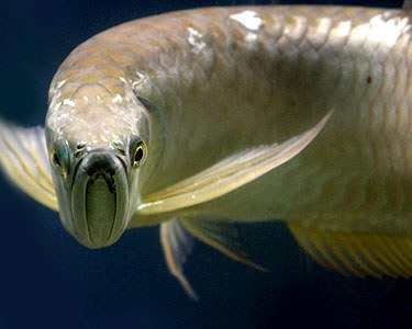 Sometimes being a big mouth has advantages. Male arowanas harbor hundreds of baby fish in their mouths to keep them safe from predators.