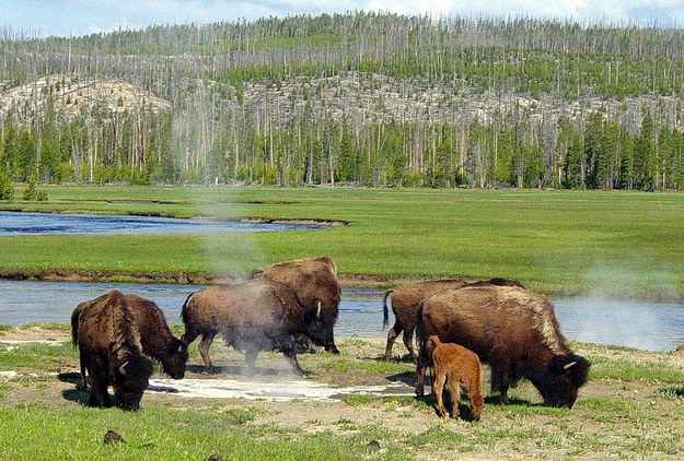 Yellowstone