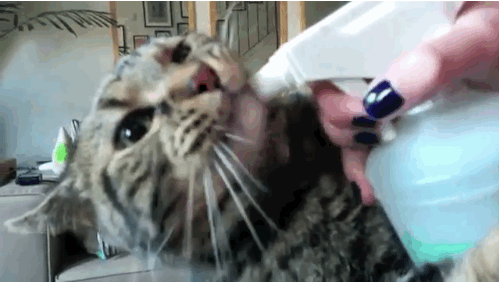 This Total Weirdo Of A Cat Loves To Drink Out Of A Squirt Bottle