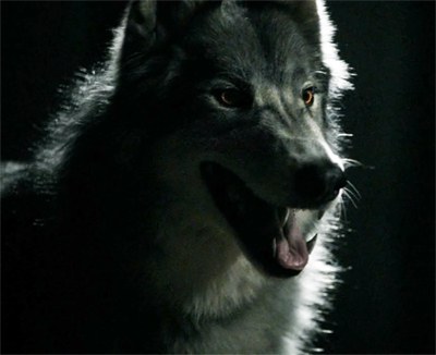 Hotness: 10. Michael Trevino shirtless, look it up. Wolf Power: 6Transformation: 10. All the bone-breaking and special effects of the Hemlock Grove transformation, without the feeling of nausea and slight compulsion to check up on your eye sockets. Total points: 26