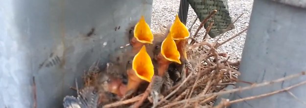 WORST BIRDS NEST.. 😳 Have you ever done this!? Drop a comment ⬇️ #