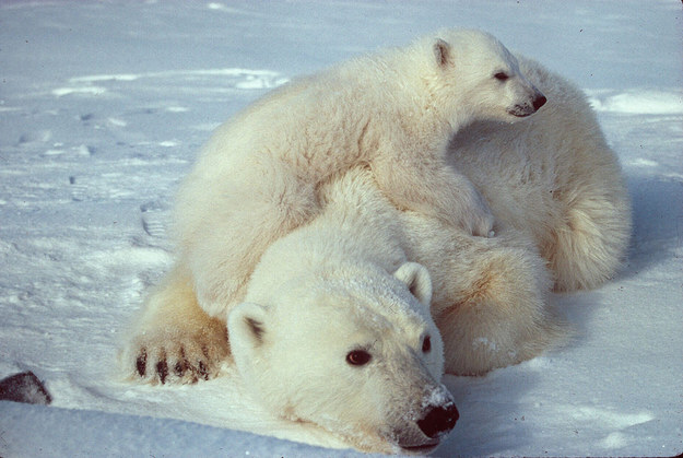 Polar Bear