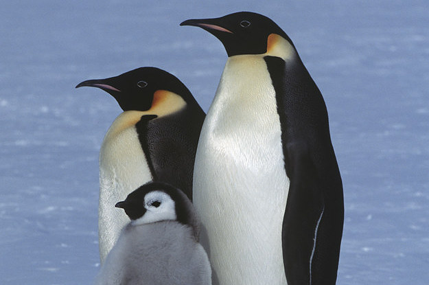 22 Razones Por Las Que Los Pinguinos Merecen Tu Amor