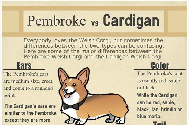 Pembroke vs. Cardigan