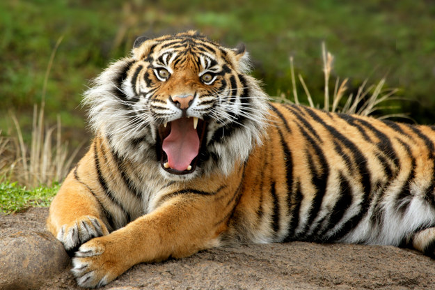 Army of tigers