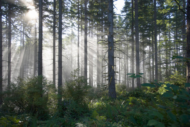 Living in the forest