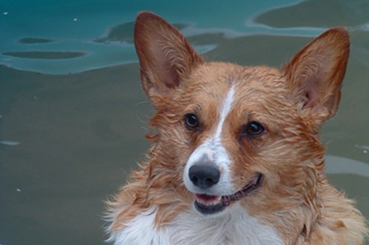 What S Your Animal Personality Type