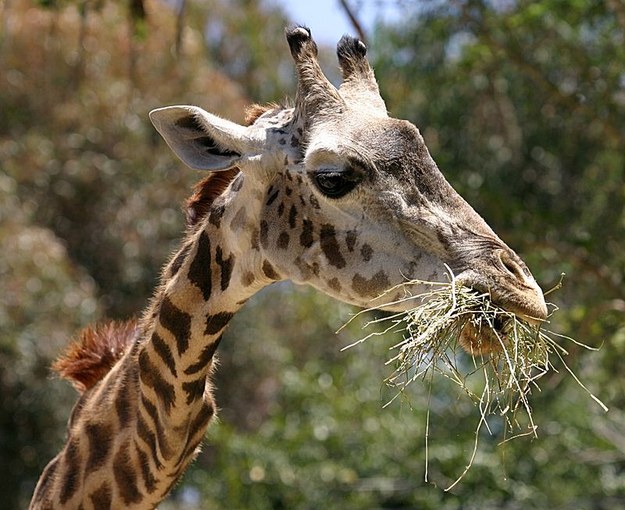 Zoo