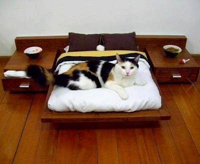 This purr-fect little bed and matching nightstands(!) will look really nice next to that pool float you're trying to pass as a mattress in your shared studio.Get more shareable cute pet photos to share during your lunch break from ThisOldAPT's Pet Week Posts