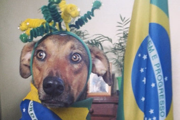 27 cachorros que estão totalmente preparados para torcer pelo Brasil