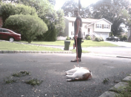 23 Cats Who Remind Dog People Why They're Dog People