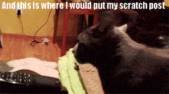23 Cats Who Remind Dog People Why They're Dog People