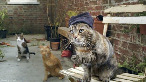 23 Cats Who Remind Dog People Why They're Dog People