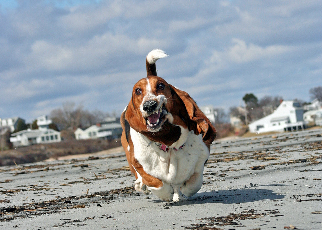 Basset hound puppies store running