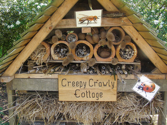Most of Minnesota’s approximately 400 bee species are solitary, living in nests in the ground or in cavities in stems or trees. You can attract ground-nesting bees by leaving undisturbed, sandy soil in your yard. For the cavity-nesting bees, you can make a bee house. It’s fun and easy! The University of Minnesota Bee Lab provides how-to instructions in their Wild Bees and Building Wild Bee Houses publication (pdf).
